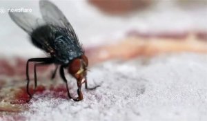 Cette mouche se retrouve avec la langue collée sur une glace