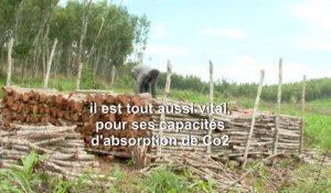 RDC: le charbon de bois vital pour les foyers, mortel pour les forêts