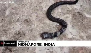 En Inde, un cobra à deux têtes devient le chouchou des villageois