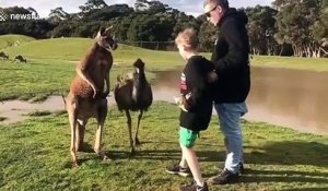 Ce kangourou déteste les enfants... Bim