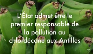 L'État admet être le premier responsable de la pollution au chlordécone aux Antilles