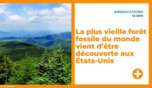 La plus vieille forêt fossile du monde vient d’être découverte aux États-Unis