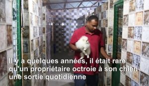 En Jordanie, finie la vie de chien pour certains animaux de compagnie