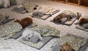 Ces 20 photos de chiots qui dorment dans une garderie canine vont faire votre journée