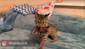 Quoi de plus mignon que ce bébé lynx