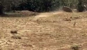 Un léopard chassé par une phacochère