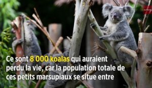 Australie : des milliers de koalas périssent à cause des incendies