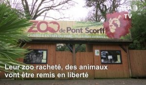 Une ONG lance une cagnotte et rachète un zoo pour "libérer" les animaux