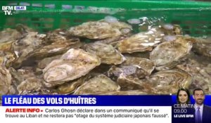Face aux vols d'huîtres, les ostréiculteurs font appel à des gardes