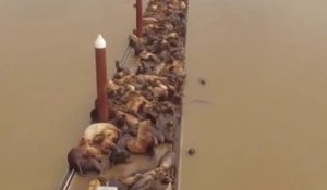 Quand des dizaines de lions de mer se reposent sur un ponton... Impressionnant