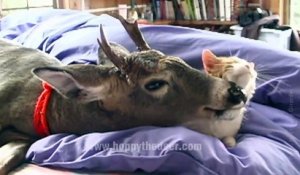 Amitié incroyable entre une biche et un chat