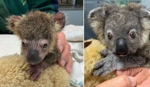 Australie : sauvé d'une mort certaine, ce petit koala guéri de ses brûlures va retrouver son habitat naturel, loin des incendies