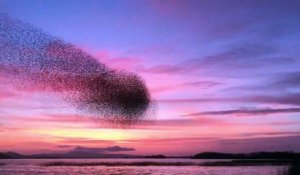 Les images incroyables de nuées d'oiseaux qui forment un nuage mouvant