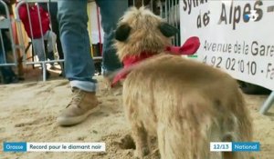 Alpes-Maritimes : le marché de truffes de Grasse a ouvert