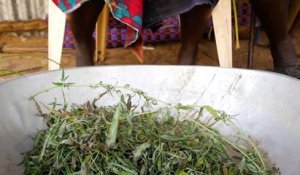 Le cannabis, pain bénit d'un coin reculé du Sénégal