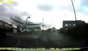 Un cygne vient s'écraser sur le pare-brise d'une voiture... mauvaise surprise