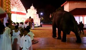 Les éléphants au centre d'une fête bouddhiste au Sri Lanka