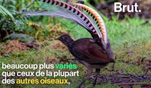 Pourquoi des oiseaux imitent des bruits de leur environnement naturel ?