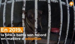 La SPA bat son record avec 43 000 adoptions en 2019