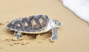 Une «marée rouge» occasionne la mort de 292 tortues au Mexique