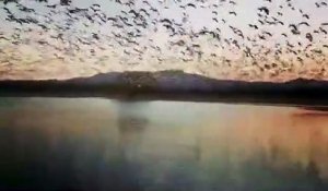 Des milliers d'oies sauvages prennent leur envol en même temps au-dessus d'un lac