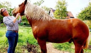 Le cheval Sésame va devoir changer de parcelle car l'odeur de son crottin dérangeait les voisins