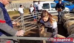 Saint-Romain-d’Ay : au cœur des Ovinpiades des jeunes bergers
