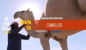 Dakar 2020 - Etapa 11 - Camellos