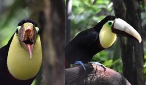 Ce toucan, mutilé par des ados, retrouve son bec grâce à l'impression 3D