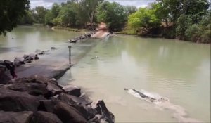 Un crocodile surgit de nulle part pour voler la prise d'un pecheur