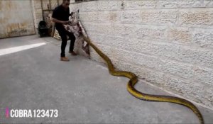 Le serpent qu'il sort de son sac est gigantesque et magnifique