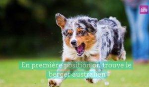 Quel est la race de chien préférée des Français  ?