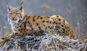 En Alsace, un lynx a été abattu par un braconnier
