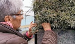 Le Cailar : préparer des panneaux avec des Tillandsia pour le salon de l'orchidée de Vergèze