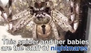 Cette araignée cauchemardesque est couverte de bébés araignées