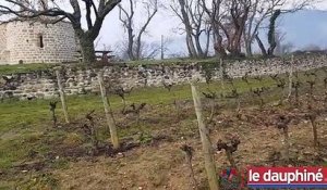 Création d'une zone d'activités 100% viticole à Saint-Julien-en-Saint-Alban : "un potentiel de développement réél" pour la chambre d'agriculture