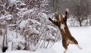 Jouer avec son animal dans la neige