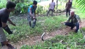 Capture d'un cobra royal de plus de 3m à Bali... Mission dangereuse