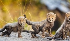 Dans le parc national du Serengeti, ces bébés guépards font leurs premiers pas