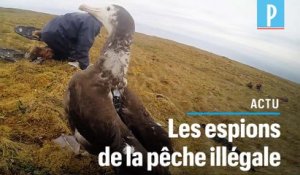 Des albatros équipés de GPS traquent les bateaux de pêche illégaux