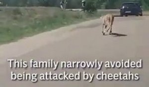 Grosse frayeur pour ces touristes poursuivis par des guépards dans un parc animalier