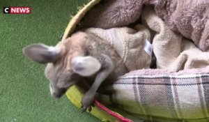 Des poches en tissu pour sauver les kangourous orphelins