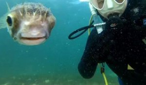 Ce poisson vient faire un petit selfie avec un plongeur... adorable