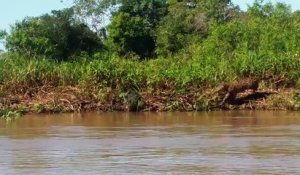 Un jaguar saute dans la rivière pour attraper un crocodile