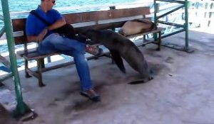 Aux Galapagos vous devez partager votre banc avec les lions de mer