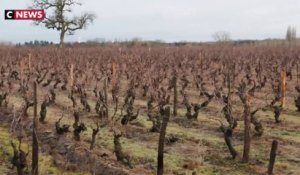 Des chevaux et des moutons pour prendre soin des vignes