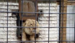 Ce lion n'aime pas être dérangé par les visiteurs du zoo