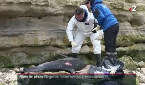 Côte atlantique : des centaines de dauphins échoués