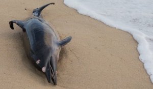 Depuis le début de l'année, plus de 600 cétacés sont morts dans le golfe de Gascogne, un triste record