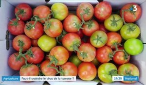 Virus de la tomate : l'inquiétude des producteurs après la détection d'un premier cas en France
